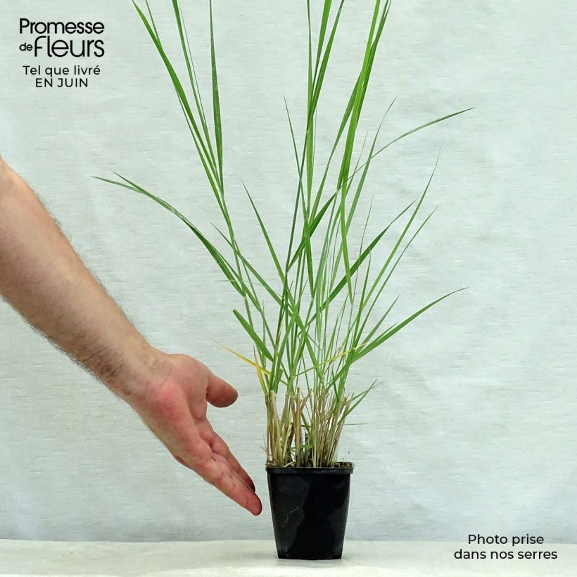 Exemplaar van Panicum amarum - Vingergras Kweekpotje van 8/9 cm zoals geleverd in de zomer