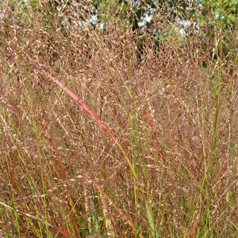 Panicum virgatum Hanse Herms - Vingergras (Bloei)