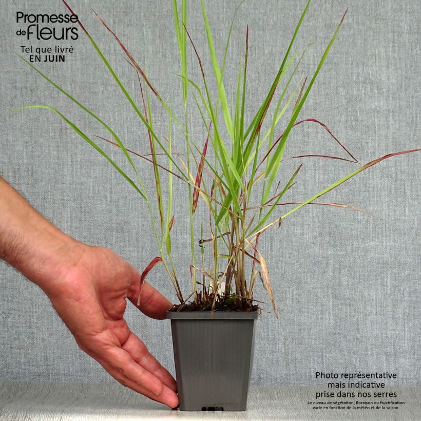 Exemplaar van Panicum virgatum Purple Breeze - Vingergras Kweekpotje van 8/9 cm zoals geleverd in de zomer