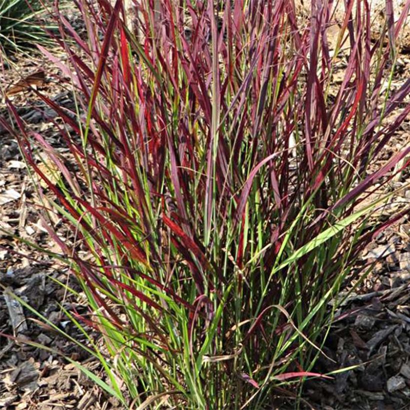 Panicum virgatum Sangria - Vingergras (Plant habit)