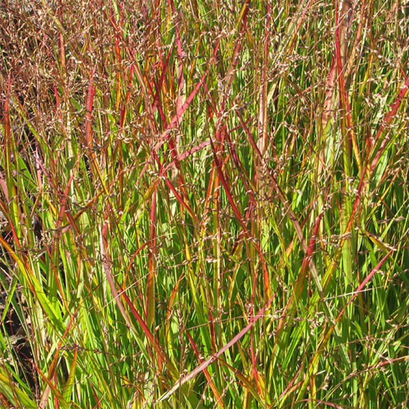 Panicum virgatum Shenandoah - Vingergras (Foliage)