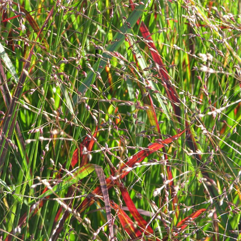 Panicum virgatum Shenandoah - Vingergras (Flowering)