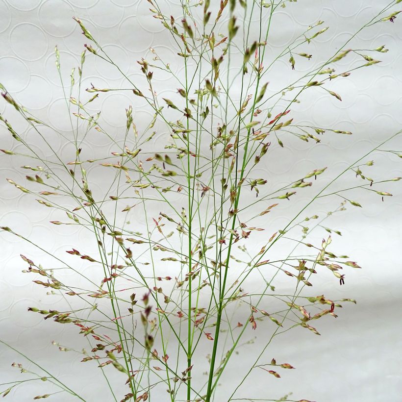 Panicum virgatum Squaw - Vingergras (Flowering)