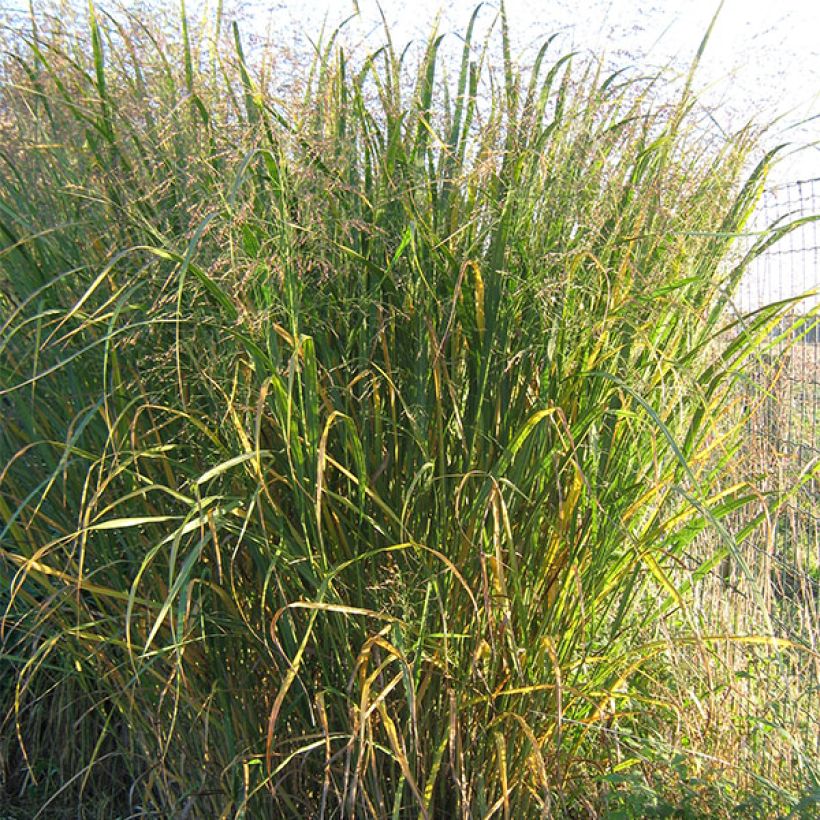 Panicum virgatum Thundercloud - Vingergras (Plant habit)