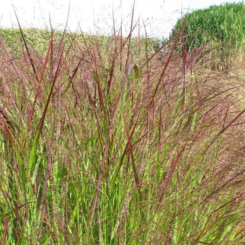Panicum virgatum Warrior - Vingergras (Flowering)