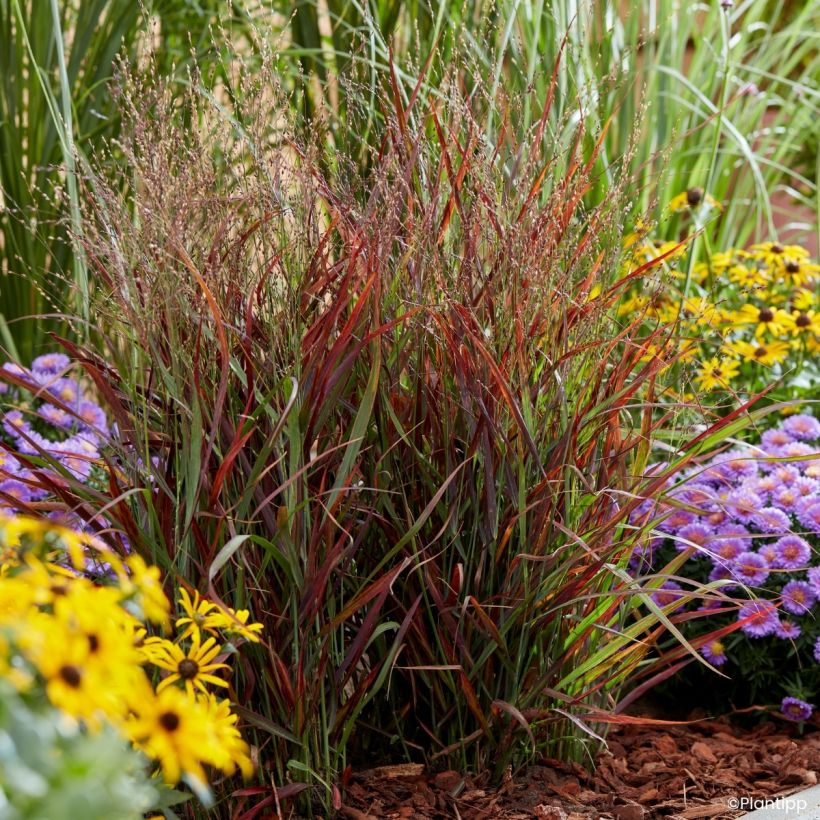 Panicum virgatum Hot Rod - Vingergras (Groeiplaats)