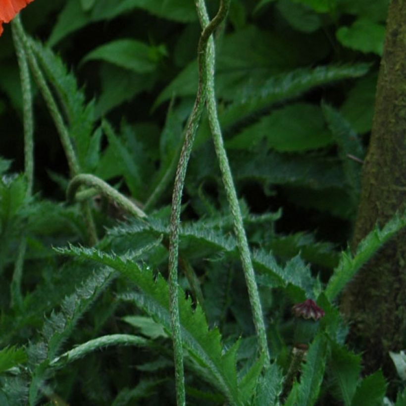 Papaver orientale May Queen - Oosterse papaver (Foliage)