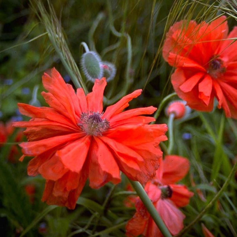 Papaver orientale May Queen - Oosterse papaver (Flowering)
