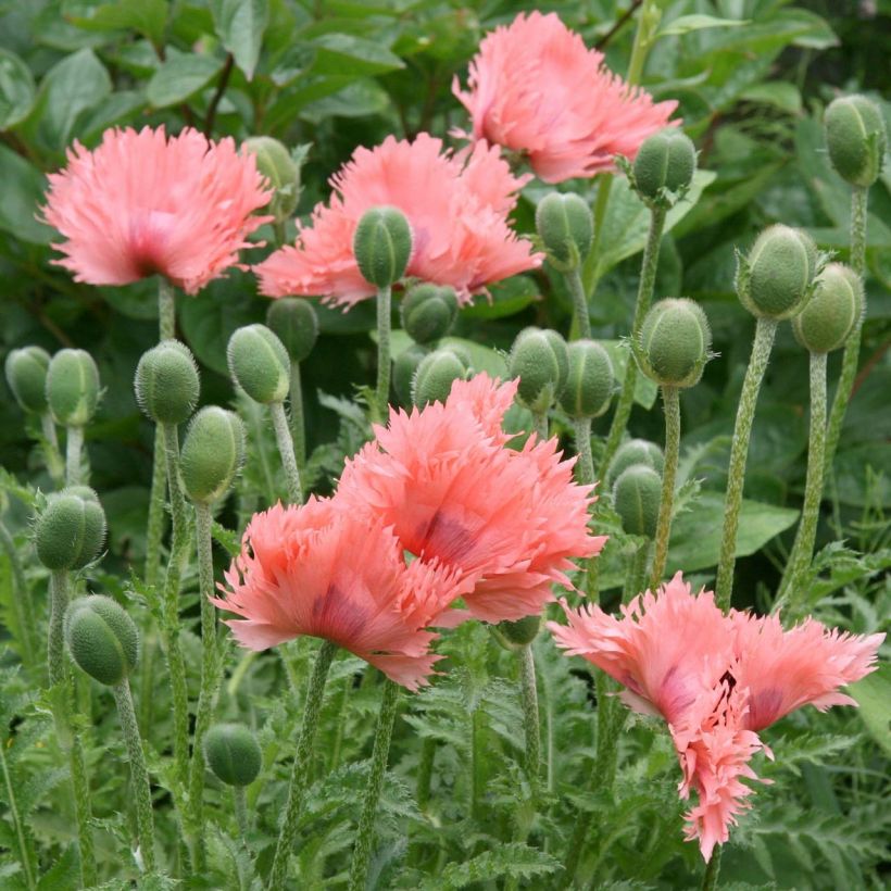 Papaver orientale Pink Ruffles - Oosterse papaver (Bloei)