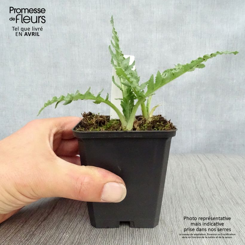 Exemplaar van Papaver orientale Pink Ruffles - Oosterse papaver Kweekpotje van 8/9 cm zoals geleverd in de lente