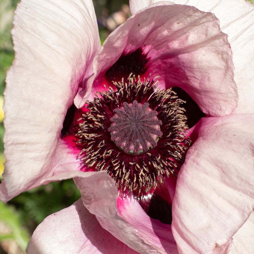 Papaver orientale Royal Wedding  - Oosterse papaver (Bloei)