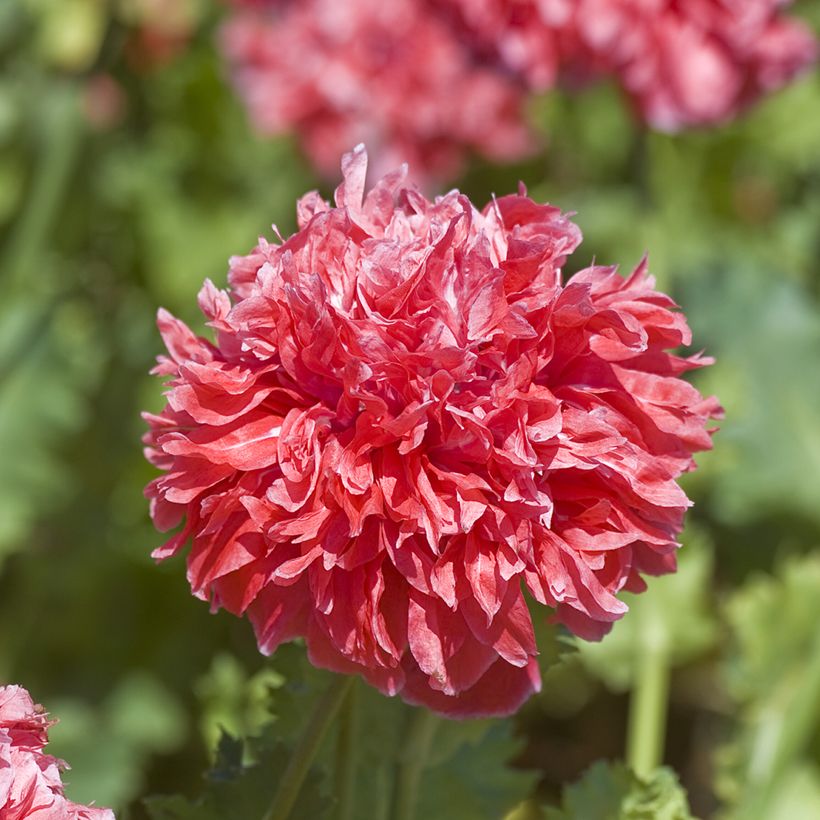 Papaver somniferum Frosted Salmon (zaad) - Eenjarige slaapbol (Bloei)