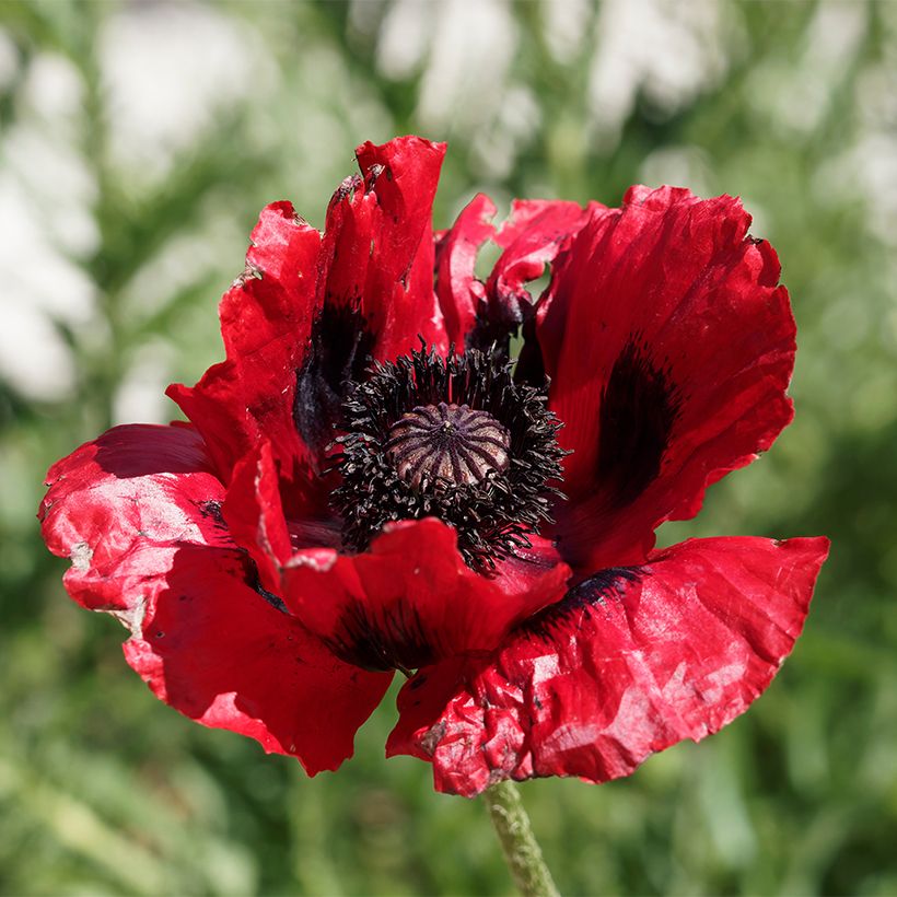 Papaver bracteatum Great Scarlet (zaad) - Armeense klaproos (Bloei)