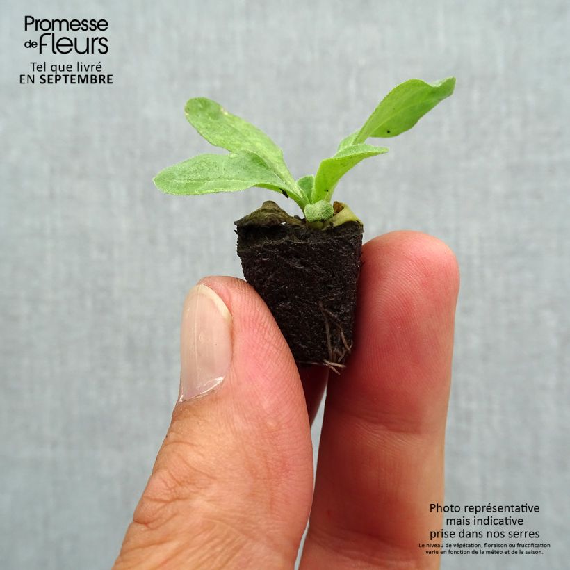 Exemplaar van Madeliefje Bellastar Compact Pink - Bellis perennis Mini-mot Ø 1,5/2,5 cm zoals geleverd in de herfst