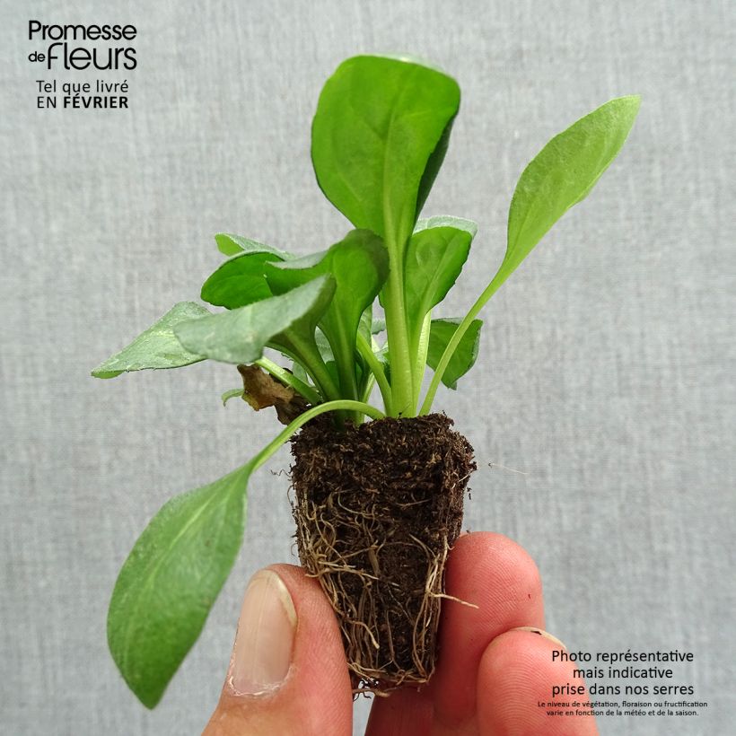 Exemplaar van Madeliefje rood Tasso - Bellis perennis Kluitplant: kluit 3,8 cm x 3,2 cm in een tray voor 16 planten zoals geleverd in de herfst