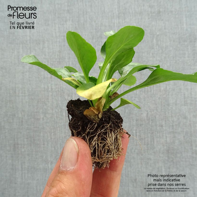 Exemplaar van Madeliefje Tasso Strawberries & Cream - Bellis perennis Kluitplant: kluit 3,8 cm x 3,2 cm in een tray voor 16 planten zoals geleverd in de herfst