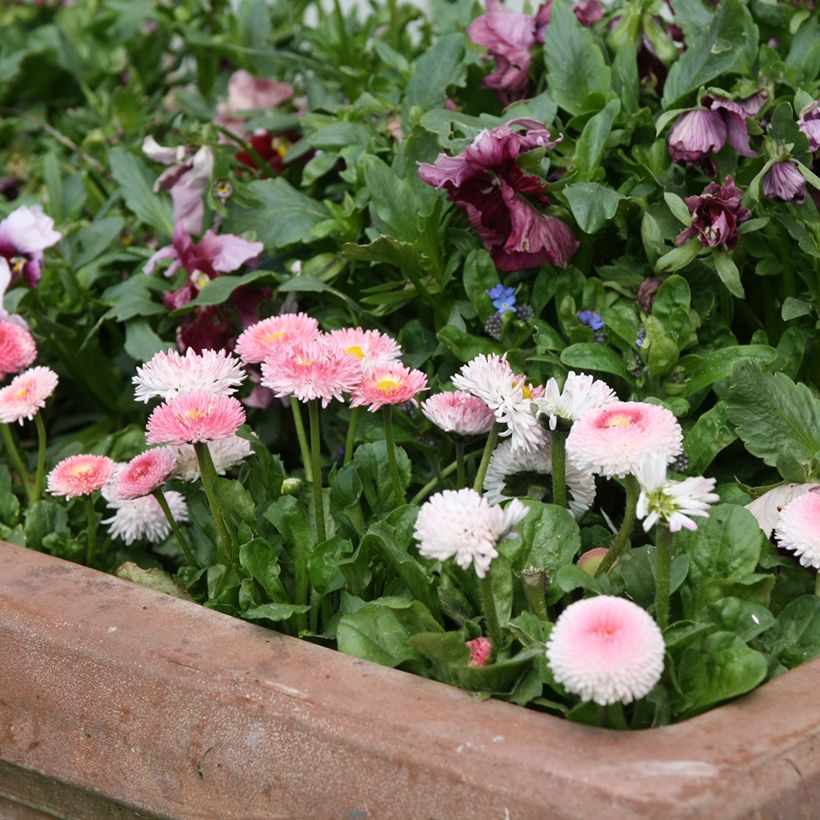 Madeliefje Tasso Strawberries & Cream - Bellis perennis (Groeiplaats)