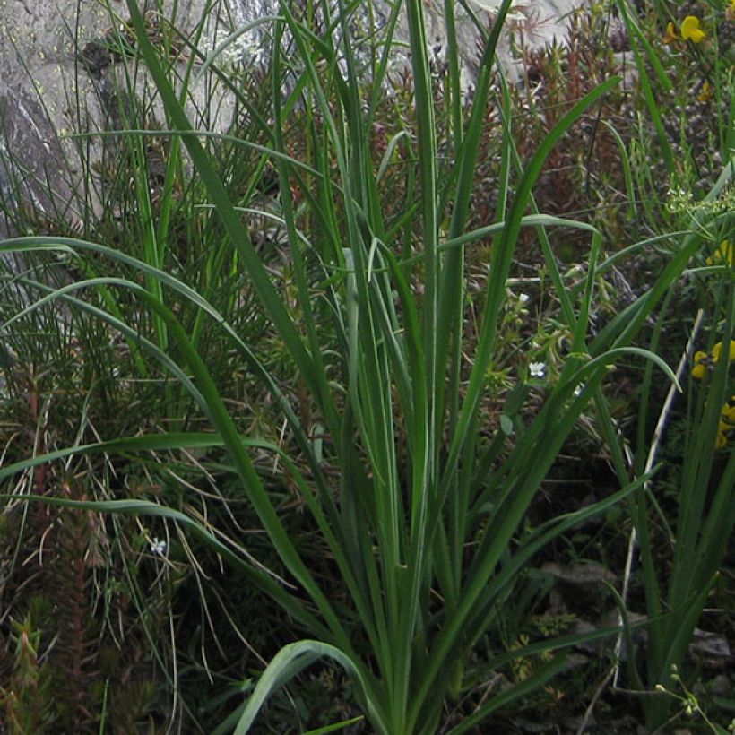 Paradisea liliastrum - St. Brunolelie (Blad)