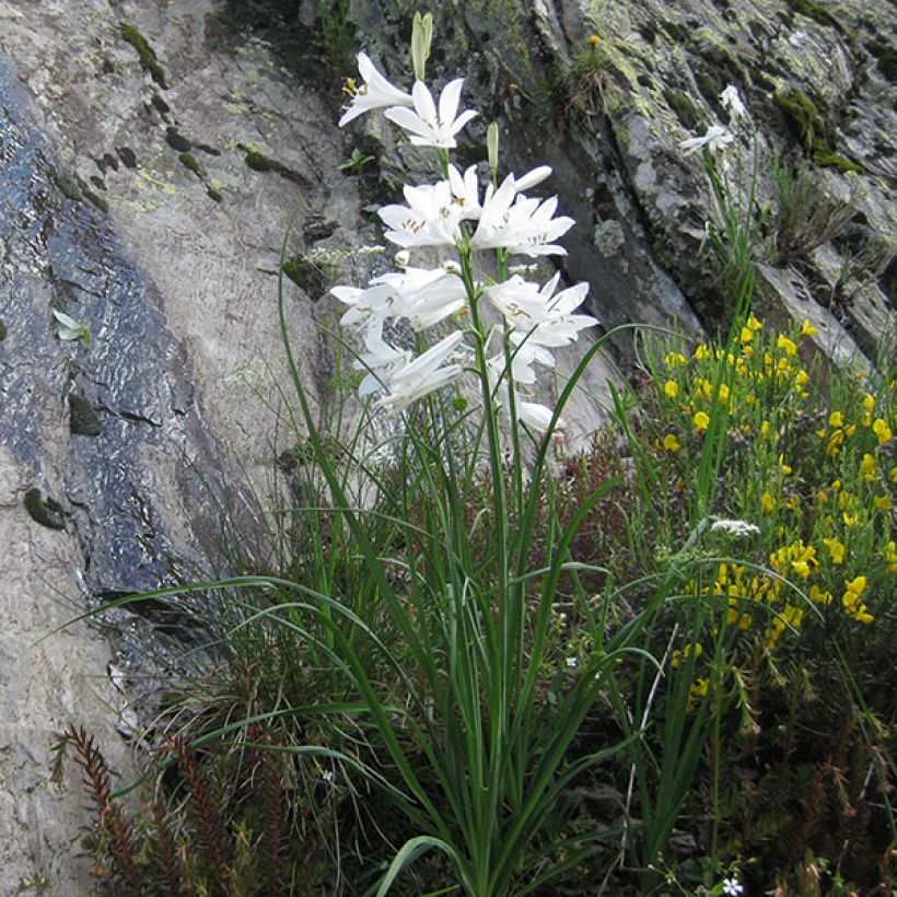 Paradisea liliastrum - St. Brunolelie (Groeiplaats)