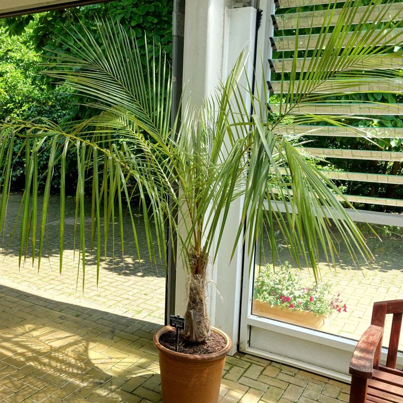 Parajubaea torallyi - Janchicocopalm (Groeiplaats)
