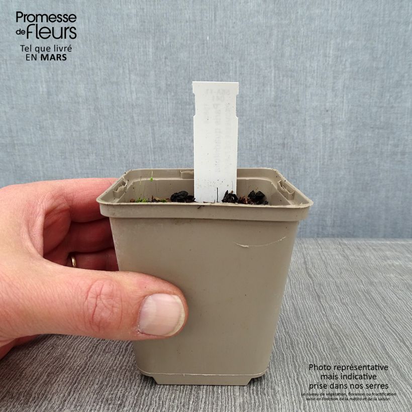 Example of Paris quadrifolia - Eenbes Kweekpotje van 8/9 cm as you get in hiver