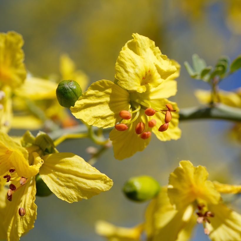 Cercidium floridum - Parkinsonia (Bloei)