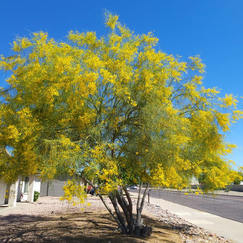 Cercidium floridum - Parkinsonia (Groeiplaats)