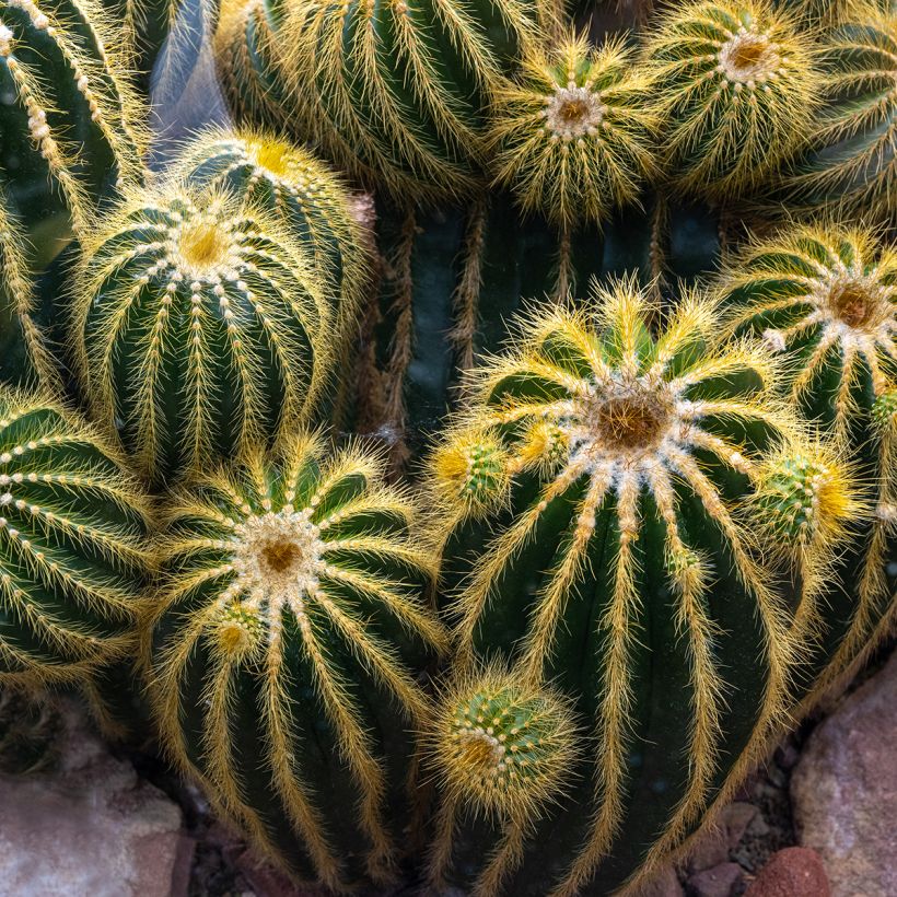 Parodia warasii - Bolcactus (Groeiplaats)