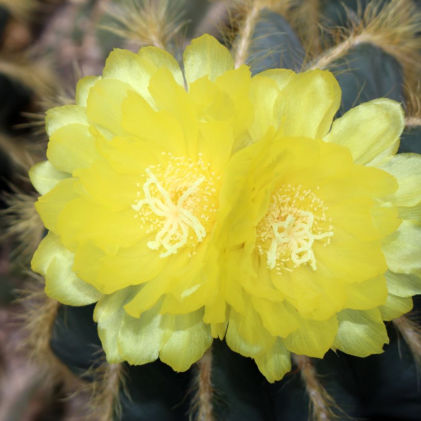 Parodia magnifica - Bolcactus (Bloei)