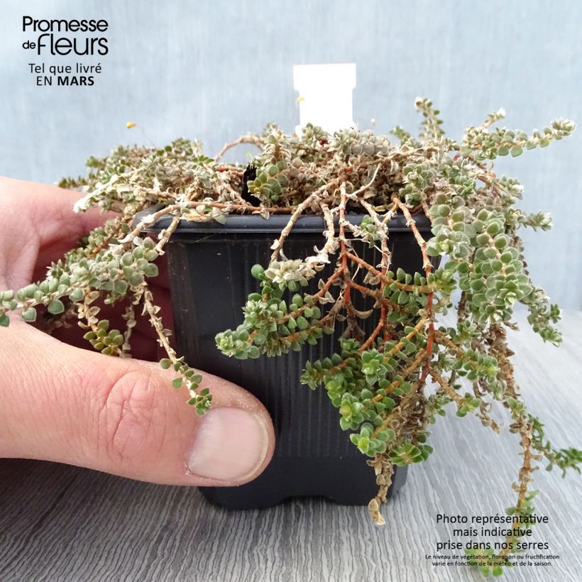 Exemplaar van Paronychia kapela subsp. serpyllifolia - Paronychia Kweekpotje van 8/9 cm zoals geleverd in de lente