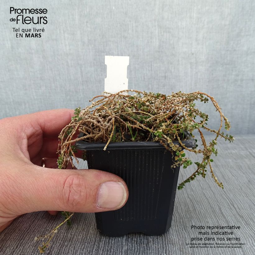 Example of Paronychia kapela ssp. serpyllifolia - Paronyque à feuilles de serpolet Kweekpotje van 8/9 cm as you get in hiver