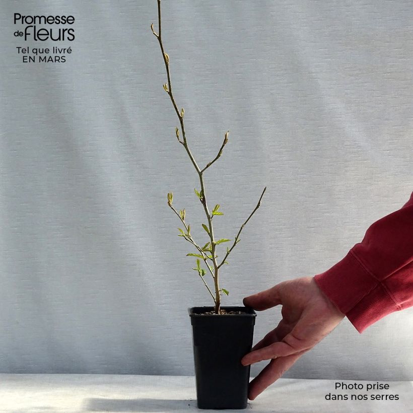 Example of Parrotia persica Bella - Perzisch ijzerhout Kweekpotje van 8/9 cm as you get in hiver