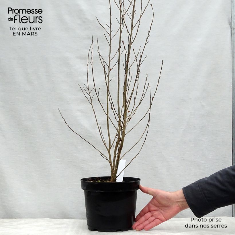 Exemplaar van Parrotia persica Persian Spire - Perzisch IJzerhout Pot van 3 l/4 l zoals geleverd in de lente