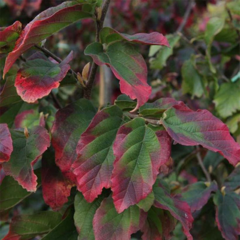 Parrotia persica Vanessa - Perzisch ijzerhout (Foliage)