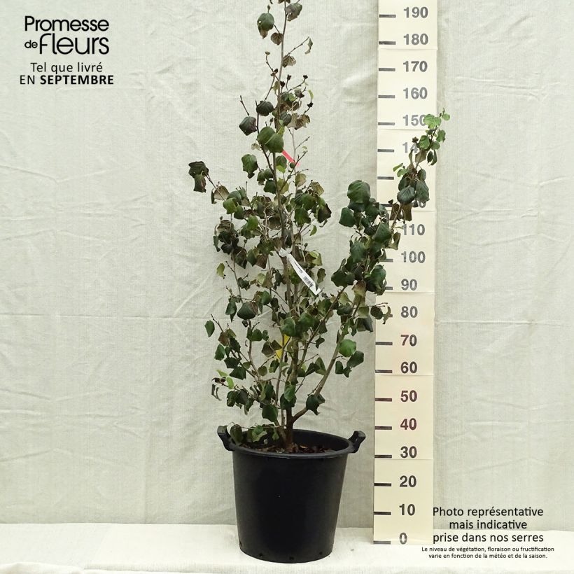 Example of Parrotiopsis jacquemontiana - Parrotie de Jacquemont  Pot de 30L/35L as you get in automne