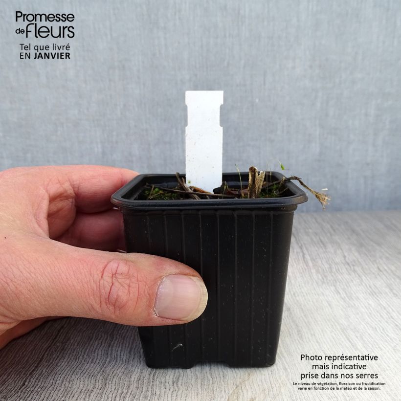 Example of Parthenium integrifolium - Wilde kinine Kweekpotje van 8/9 cm as you get in hiver