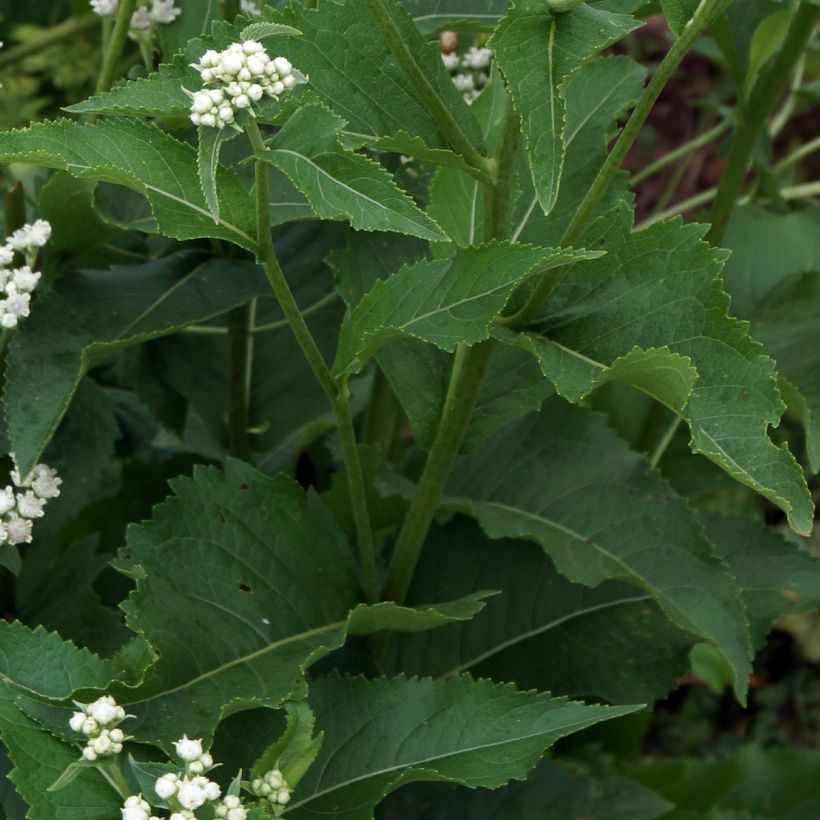 Parthenium integrifolium - Wilde kinine (Foliage)
