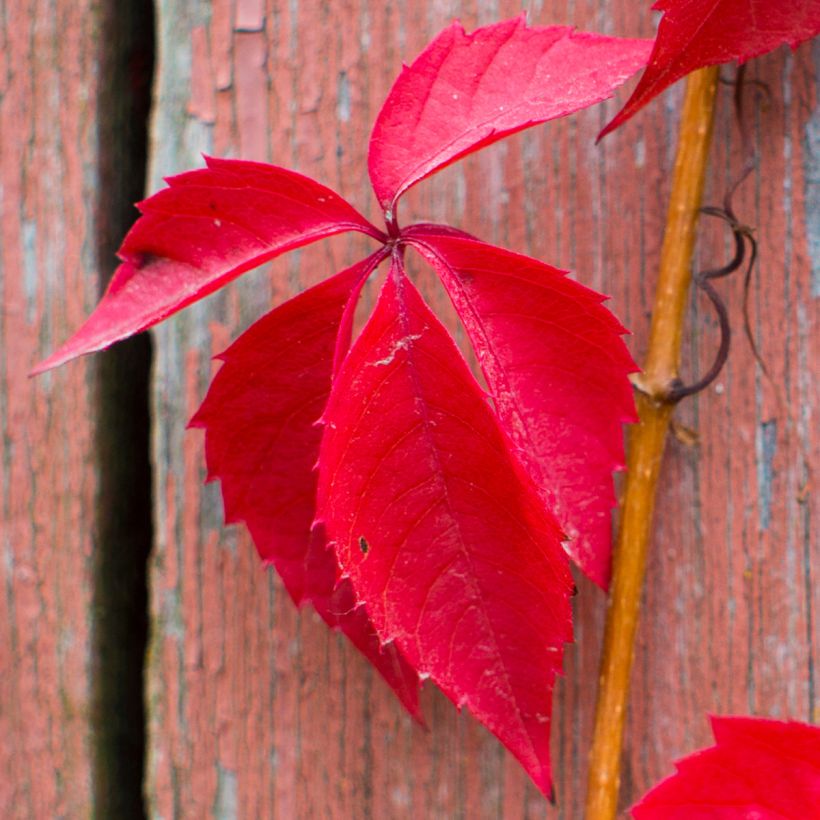 Parthenocissus quinquefolia Red wall Troki - Wilde wingerd (Foliage)