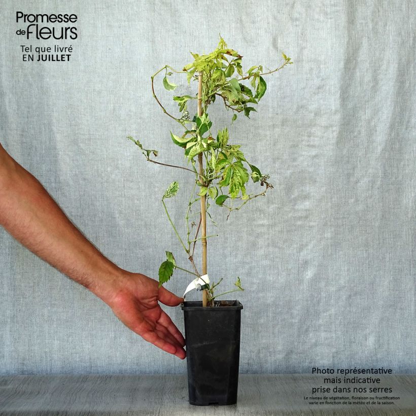 Exemplaar van Parthenocissus quinquefolia Star Shower - Wilde wingerd Pot van 1,5 l/2 l zoals geleverd in de zomer