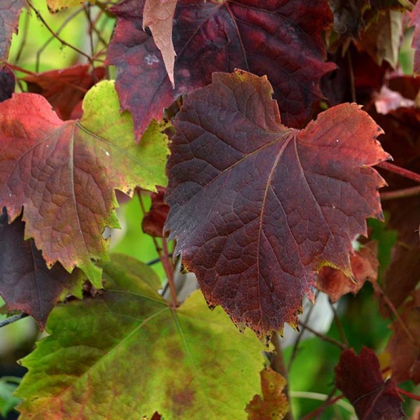 Parthenocissus tricuspidata Atropurpurea - Wilde wingerd (Foliage)
