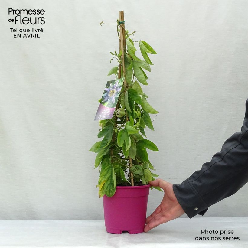 Exemplaar van Passiflora allardii - Passiebloem Pot van 2 l/3 l zoals geleverd in de lente