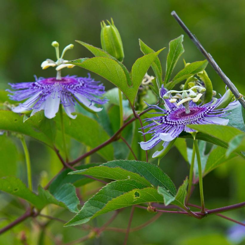 Passiflora incarnata - Passiebloem (Bloei)