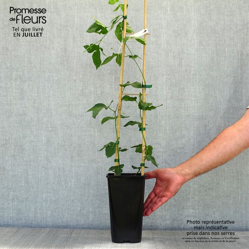 Exemplaar van Passiflora Eia popeia - Passiebloem Pot van 2 l/3 l zoals geleverd in de zomer