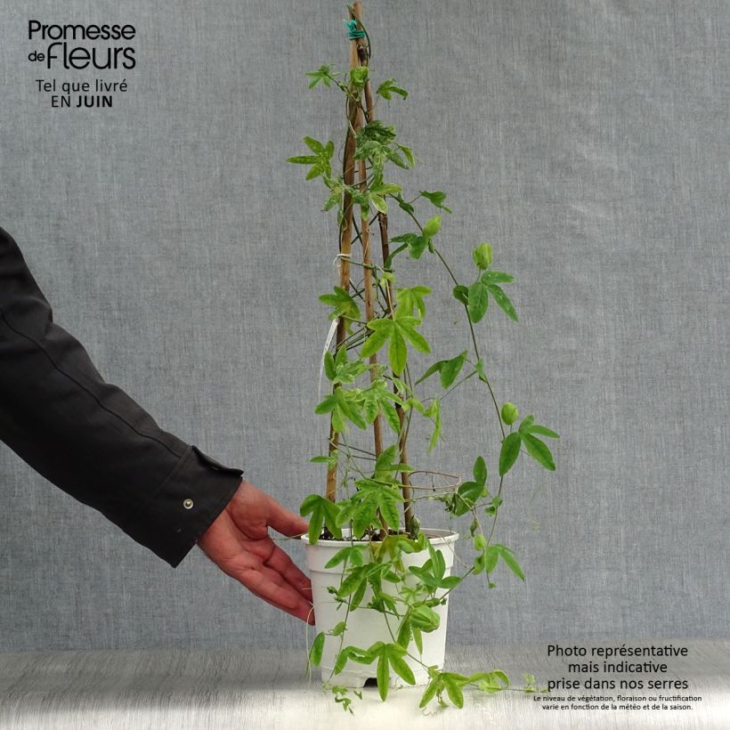 Exemplaar van Passiflora subpeltata - Witte passiebloem Pot van 2 l/3 l zoals geleverd in de zomer
