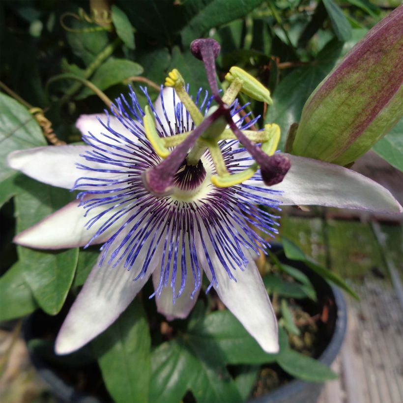 Passiflora Amethyst wit - Passiebloem (Flowering)