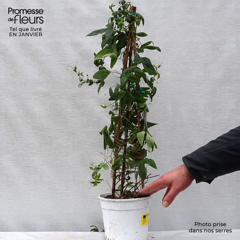 Example of Passiflore Amethyst Blanche - Fleur de la Passion Pot van 2 l/3 l as you get in hiver