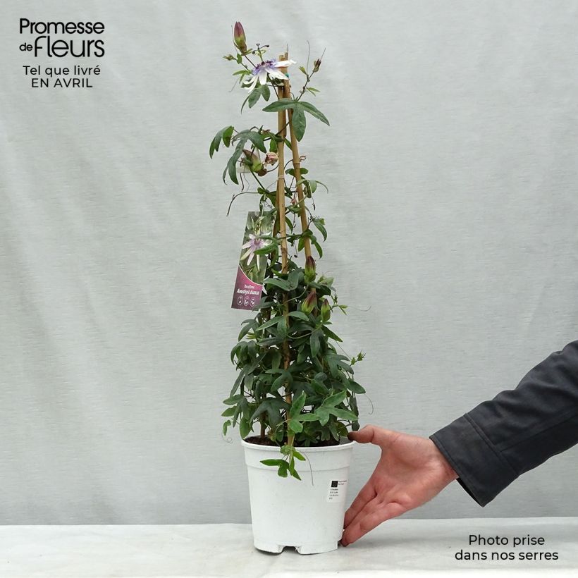 Exemplaar van Passiflora Amethyst wit - Passiebloem Pot van 2 l/3 l zoals geleverd in de lente