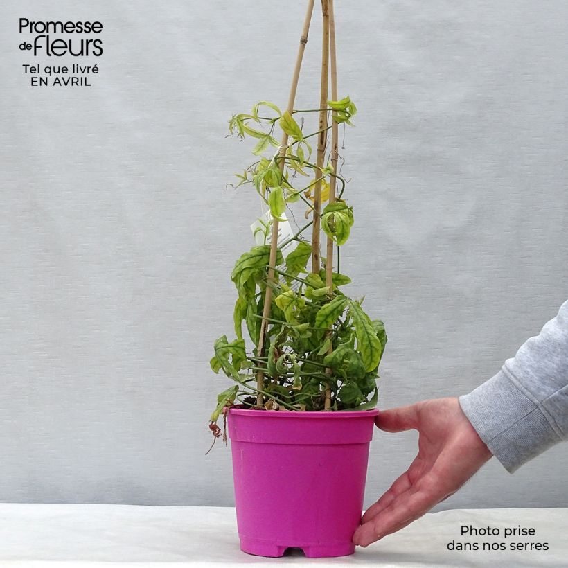 Exemplaar van Passiflora Anastasia - Passiebloem Pot van 2 l/3 l zoals geleverd in de lente