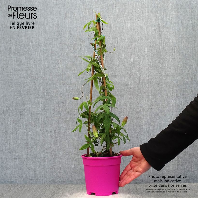 Example of Passiflore Anastasia - Fleur de la Passion Pot van 2 l/3 l as you get in hiver