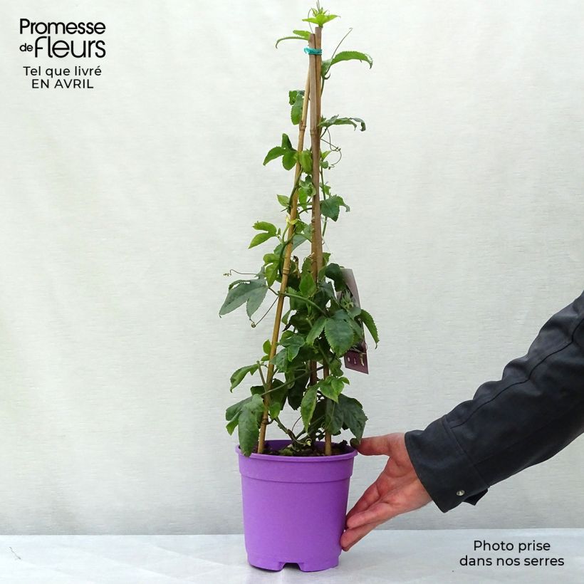 Exemplaar van Passiflora Byron Beauty - Passiebloem Pot van 2 l/3 l zoals geleverd in de lente